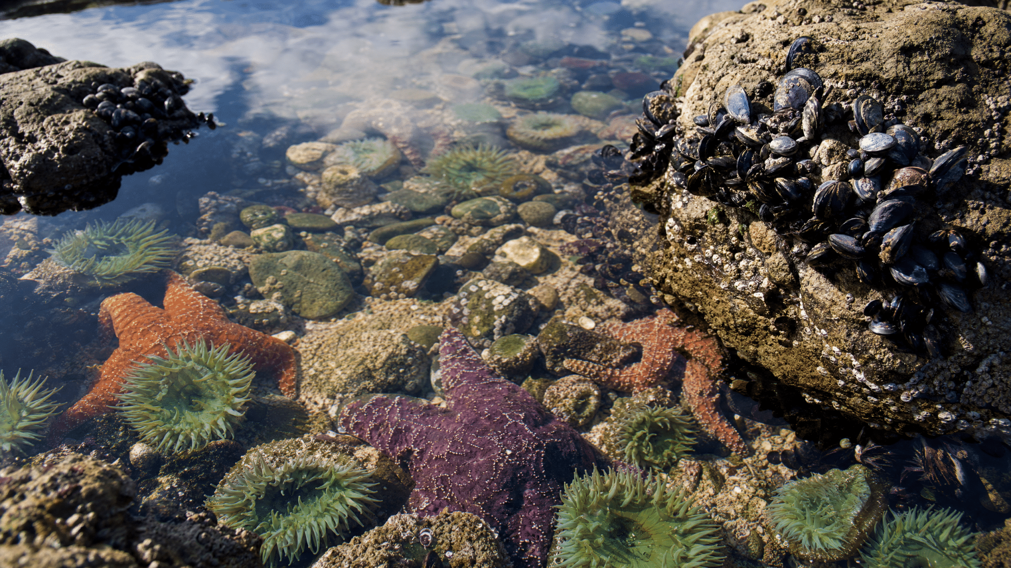 Vibrant tide pool with colorful sea stars and marine life at Yachats