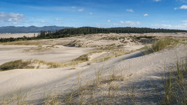 Expansive Oregon sand dunes landscape with vegetation