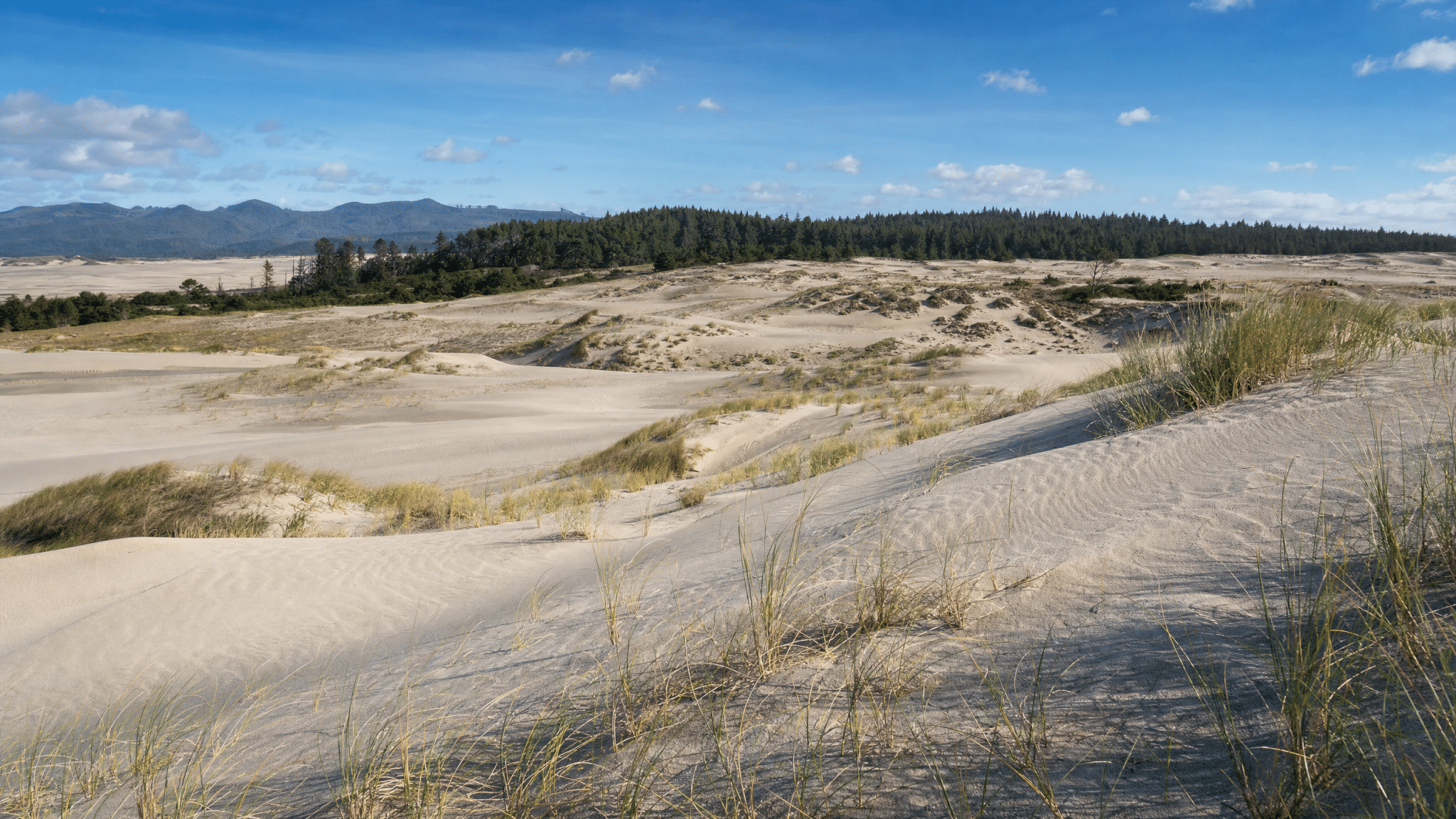 Expansive Oregon sand dunes landscape with vegetation