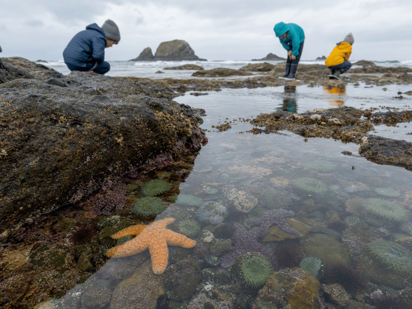 Tide pool exploration with sea stars and anemones at Seal Rock