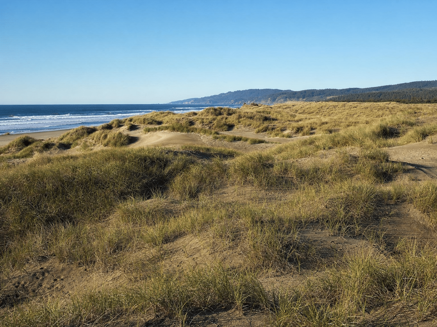 Coastal sand dunes with native beach grass near Reedsport