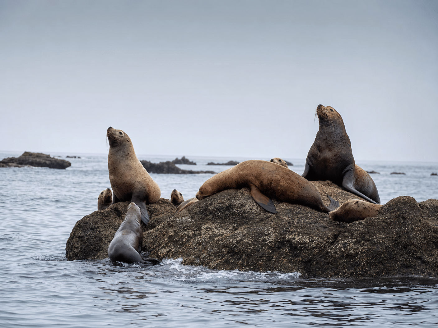 Marine wildlife on rocks near the Reedsport area of the Oregon Coast