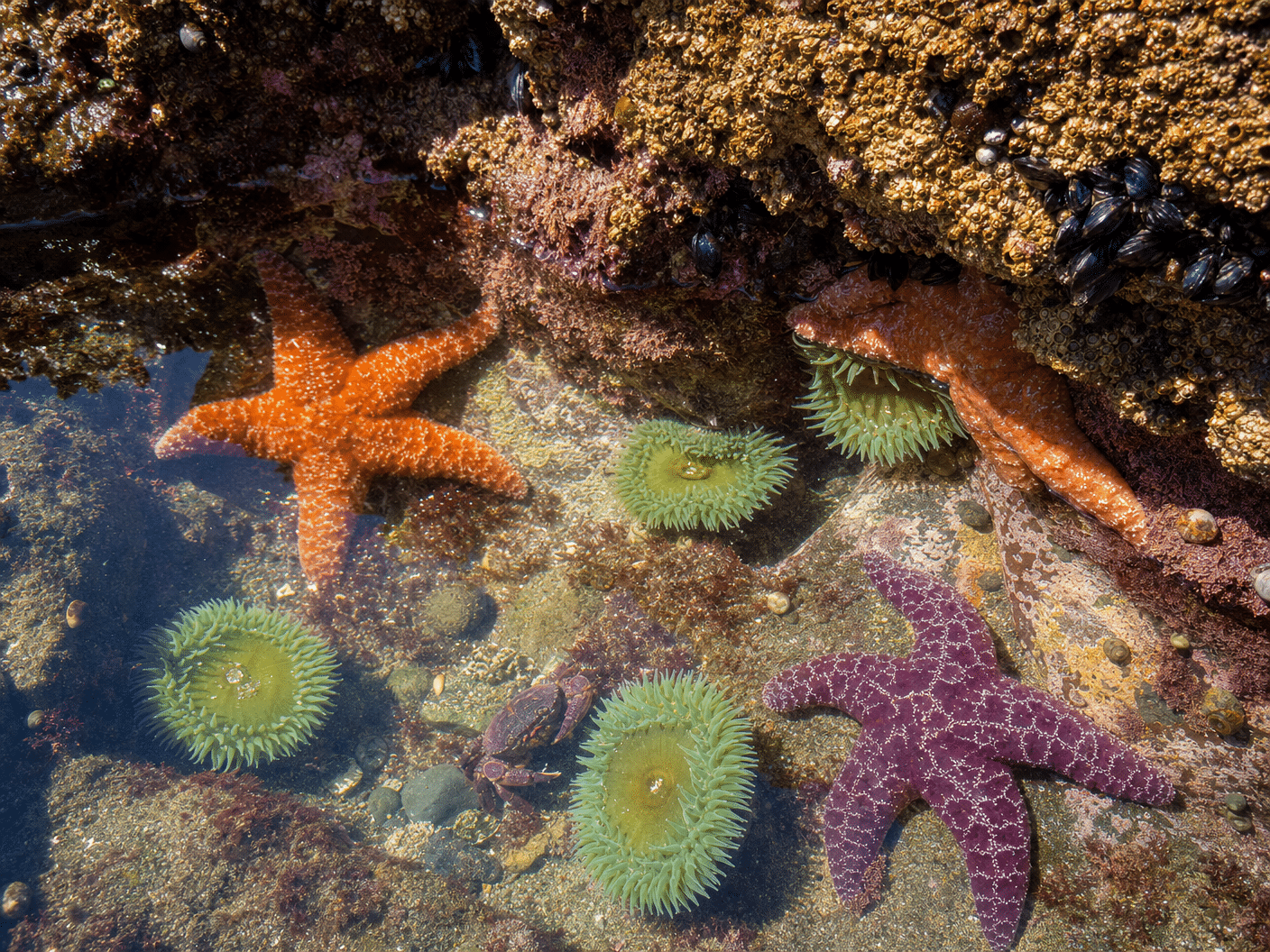 Close-up of colorful sea stars and anemones in a shallow tidepool