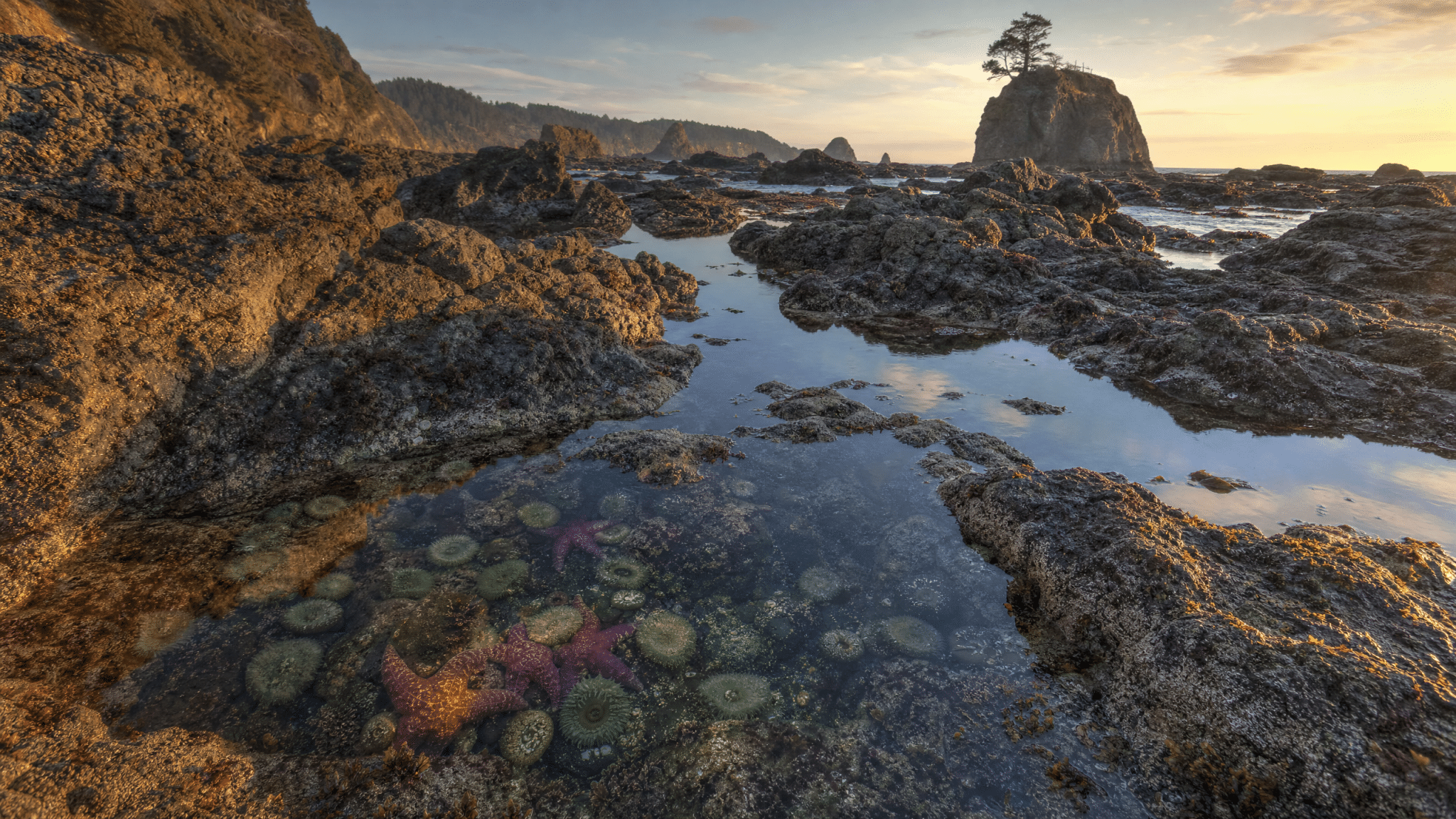 Scenic tidepool area with colorful sea life and calm water pools surrounded by Oregon Coast rocks