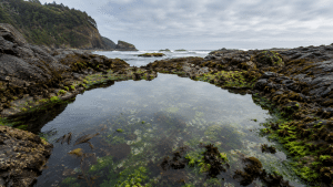 Clear Oregon Coast tide pool surrounded by dark rocks, green algae, ocean waves, and forested cliffs.