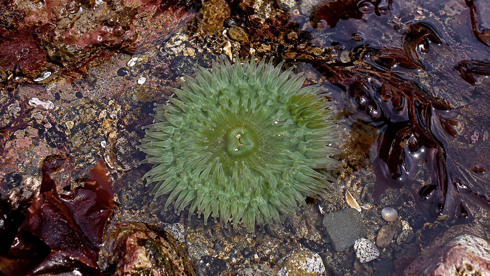 Green sea anemone in an Oregon Coast tide pool surrounded by red seaweed, shells, rocks, and shallow water.