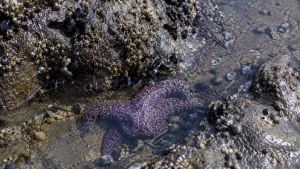 Purple sea star in a shallow Oregon Coast tide pool surrounded by barnacles, mussels, rocks, and clear water.