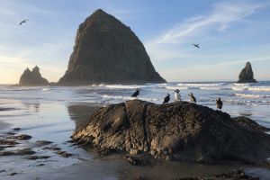 Tufted puffins perched on a rocky shoreline in front of Haystack Rock at Cannon Beach.