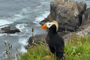 Tufted puffin with an orange bill standing on a grassy cliff above the Oregon Coast.