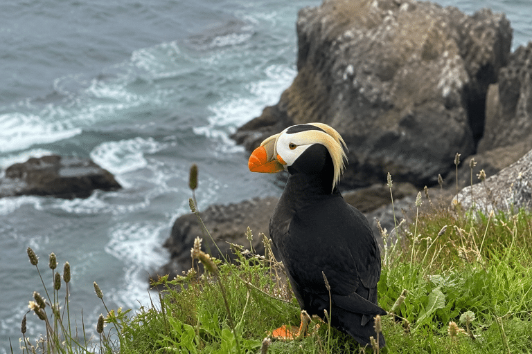 Tufted puffin with an orange bill standing on a grassy cliff above the Oregon Coast.