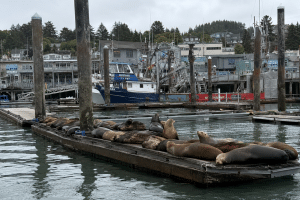California sea lions resting on floating docks beside fishing boats at Newport’s Historic Bayfront.