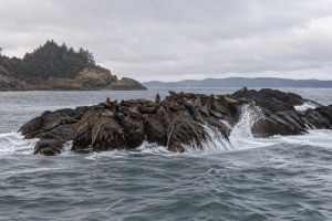 Family using binoculars and a spotting scope to watch sea lions from an Oregon Coast overlook.