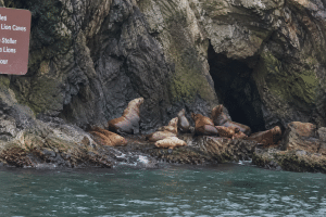 Steller sea lions resting on rocky ledges near the entrance of a large coastal cave.