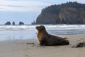 Sea lion resting on a sandy Oregon beach with ocean waves and rocky headlands behind it.