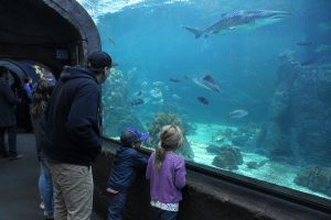 Children feeding harbor seals at the outdoor seal pool at Seaside Aquarium.