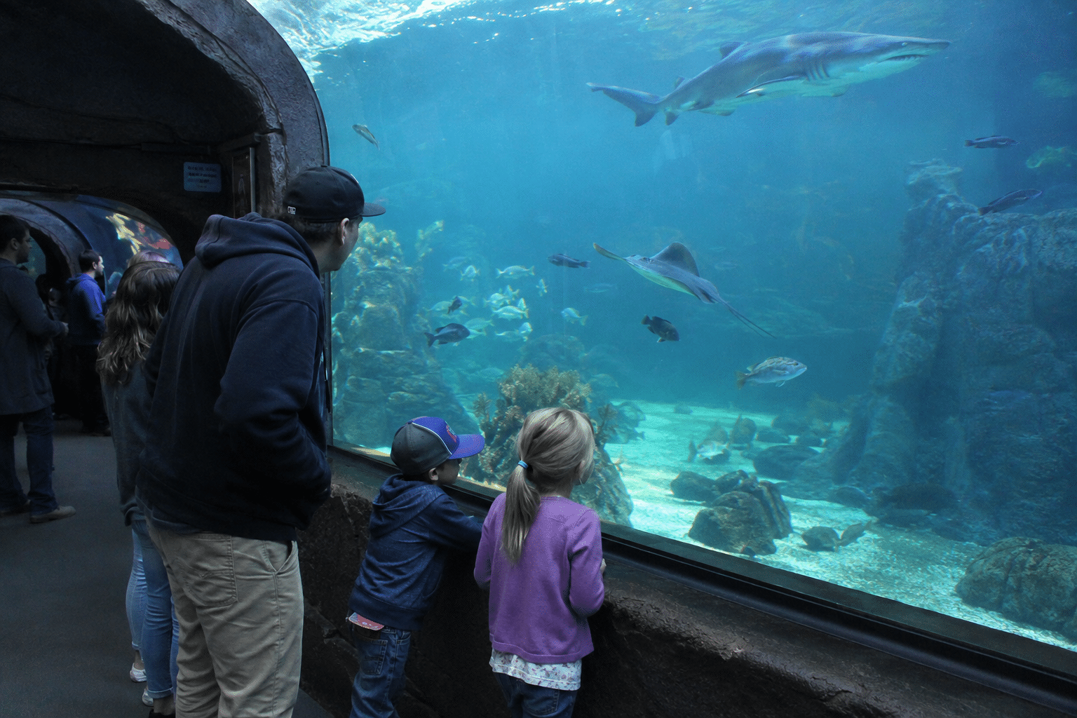 Children feeding harbor seals at the outdoor seal pool at Seaside Aquarium.