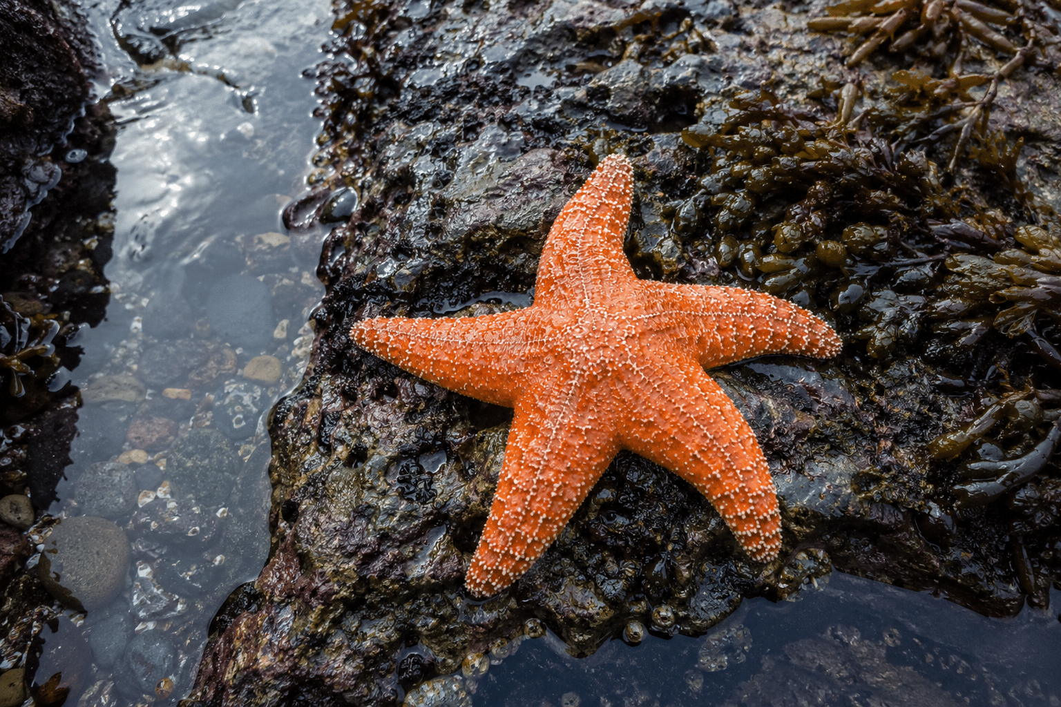 Bright orange sea star resting on a wet rock surrounded by seaweed in an Oregon Coast tide pool.