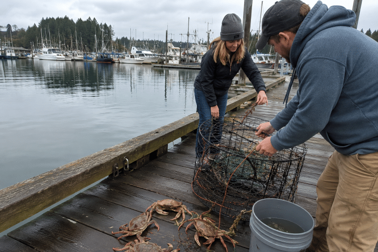 Two people checking a crab pot on a wet marina dock with Dungeness crabs, fishing boats, and calm harbor water nearby.