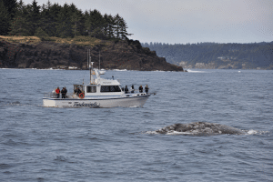 Whale Watching Tour Boat Near Gray Whale on the Oregon Coast