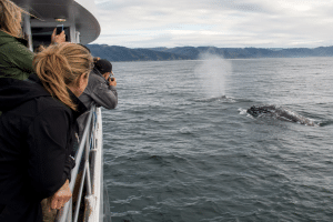Passengers lean over the railing of a whale watching boat as a gray whale surfaces nearby on the Oregon Coast.