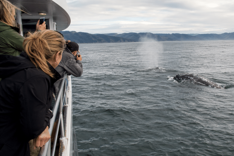 Passengers lean over the railing of a whale watching boat as a gray whale surfaces nearby on the Oregon Coast.