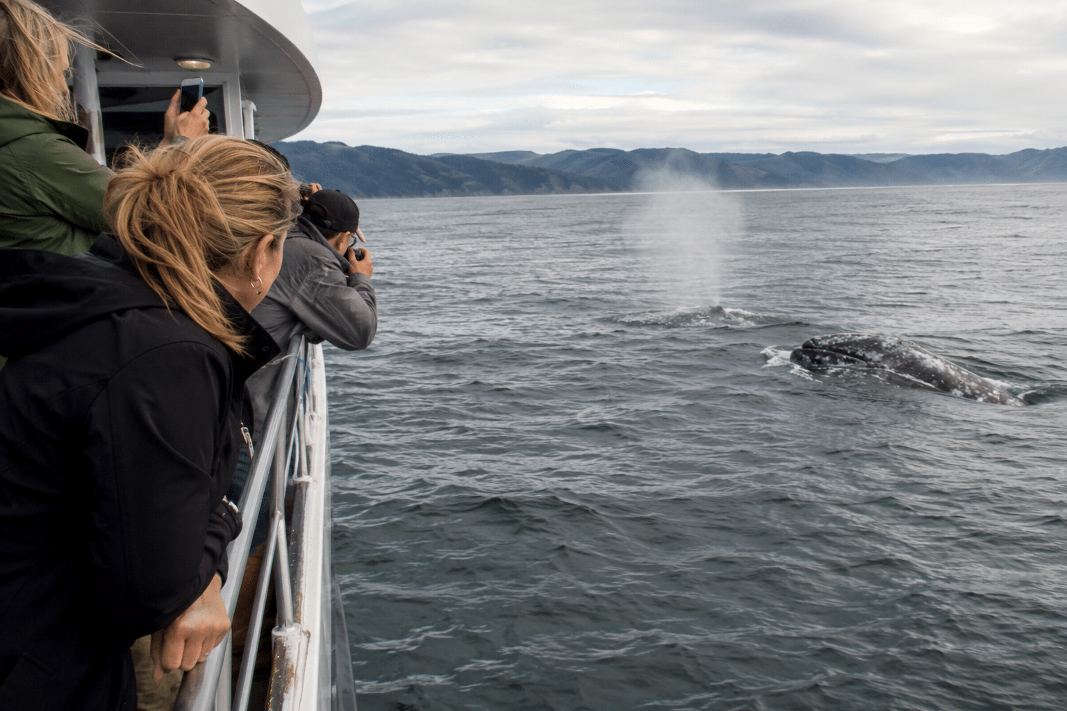 Passengers lean over the railing of a whale watching boat as a gray whale surfaces nearby on the Oregon Coast.