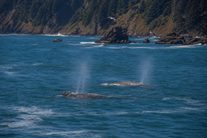 Two gray whales surfacing near rocky Oregon Coast cliffs with ocean spray and seabirds overhead.