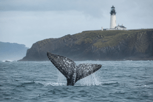 Whale Migration A gray whale fluke rising from the ocean with an Oregon Coast lighthouse on the cliff in the background.