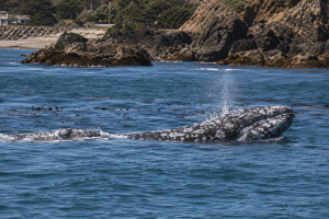 Wide view of Oregon Coast cliffs and forested headlands with a whale spout visible offshore.