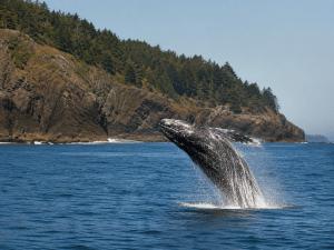 Gray whale breaching from blue ocean water near rocky cliffs on the Oregon Coast