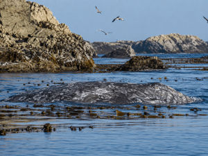 Gray whale surfacing in kelp-filled water near rocky Oregon Coast shoreline