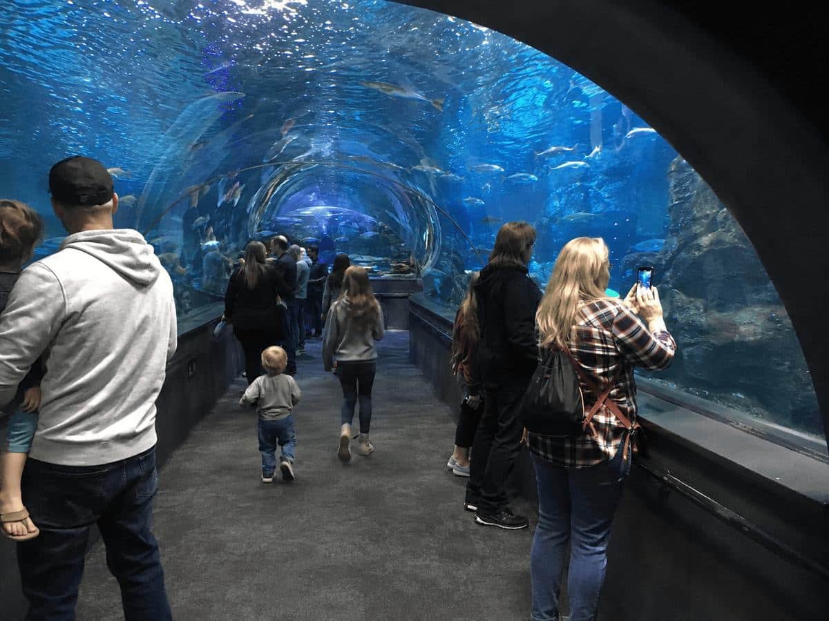 Families walking through the underwater glass tunnel surrounded by fish at the aquarium in Newport, Oregon