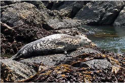 A spotted gray harbor seal rests hauled out on rocks and kelp beside the water on the Oregon Coast