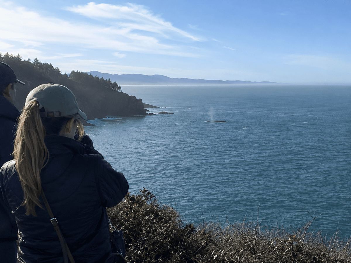 Two people watch a gray whale spout from a clifftop overlook on the Oregon Coast on a sunny winter day