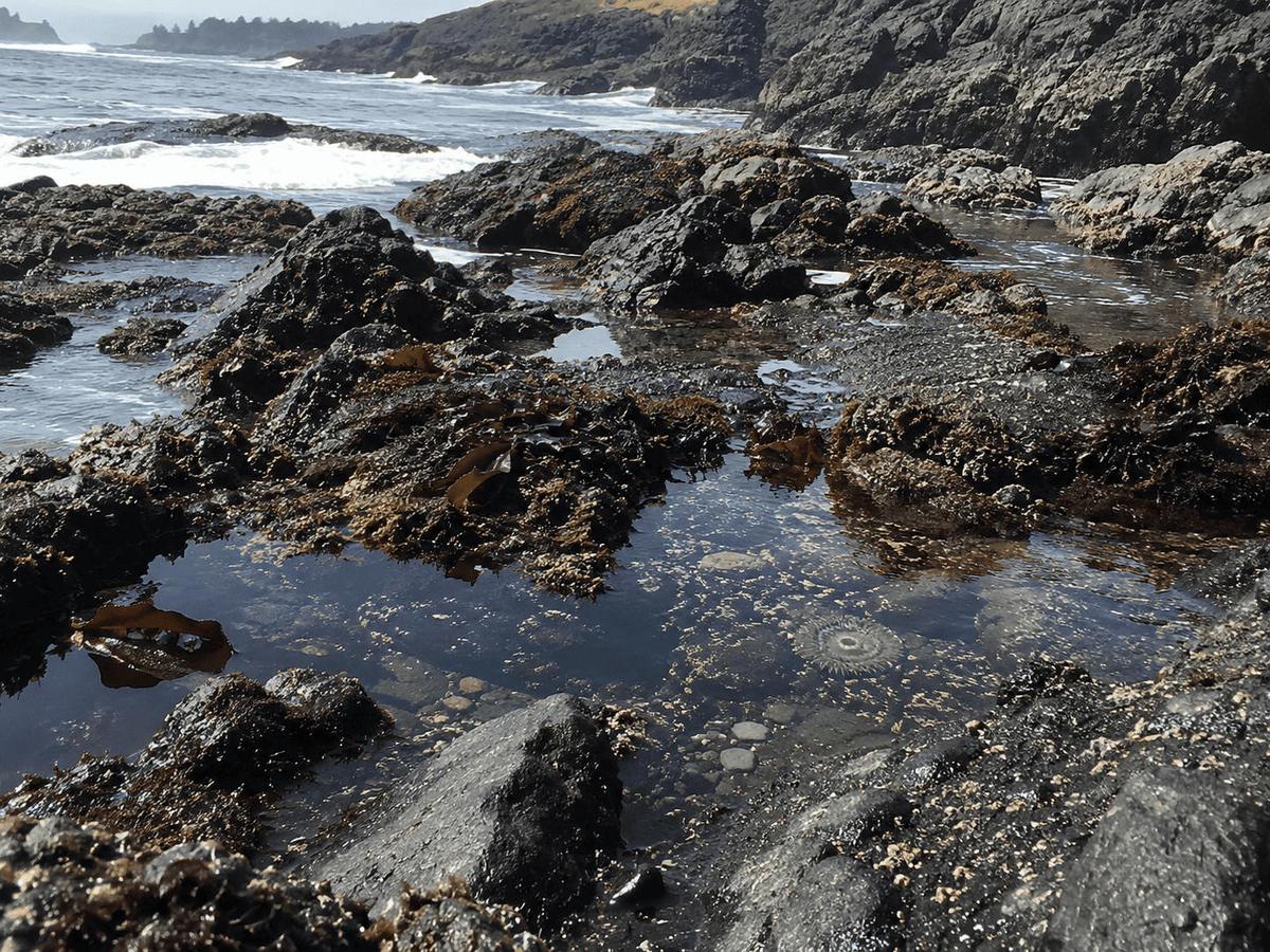 Clear Oregon Coast tide pool with a sea anemone and kelp among dark rocks, waves breaking behind on a sunny day