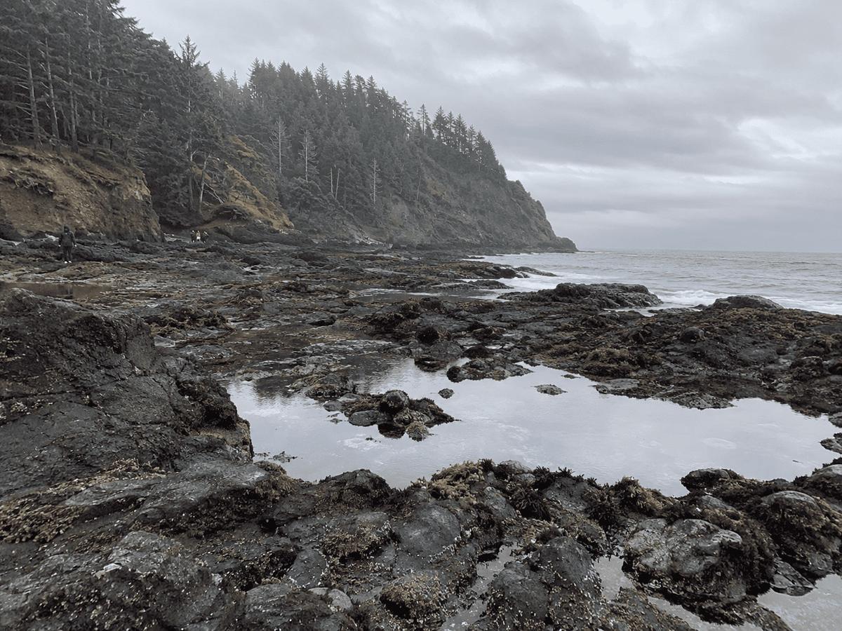 Rocky Oregon Coast tide pools exposed at low tide beneath a forested headland on an overcast day