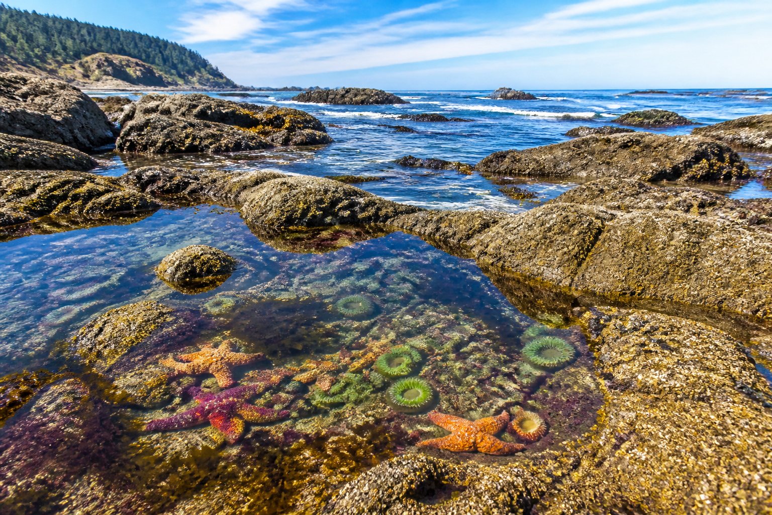 Rocky shoreline of the Oregon coast with tide pools filled with marine life and the ocean in the background under a blue sky.