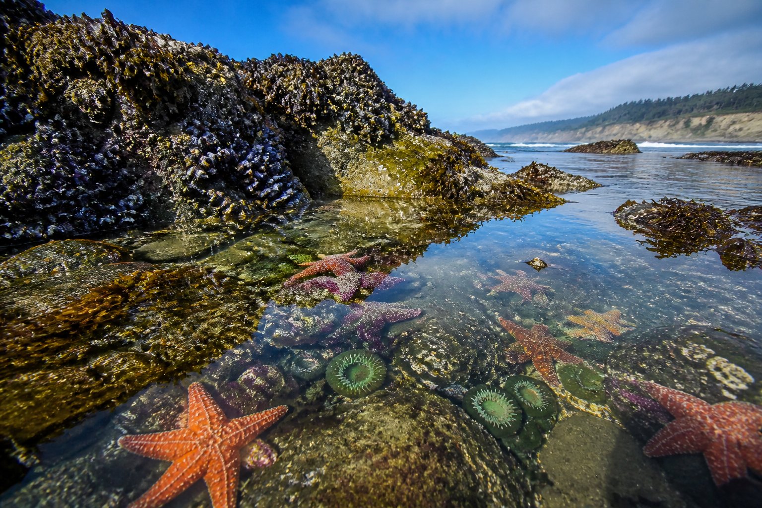 A tide pool on the Oregon coast with colorful starfish on rocks surrounded by marine life and a rocky shoreline under a partly cloudy sky.