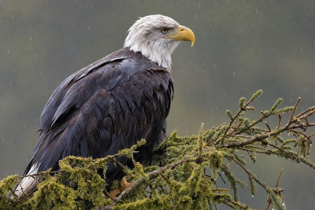 Bald eagle perched on a rain-soaked spruce branch, typical of Sitka wildlife encounters on a shore excursion