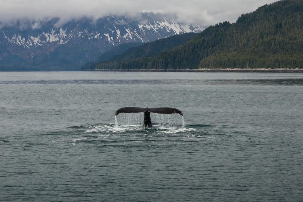 Humpback whale tail in grey water with forested hills, the kind of wildlife seen on an Alaska glacier cruise