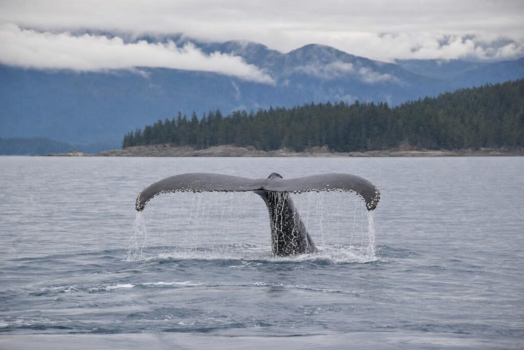 Humpback whale tail in grey water along a forested Alaska shoreline during a cruise