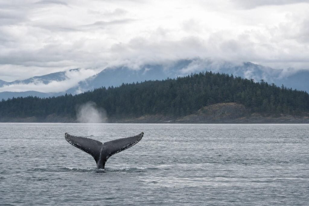 Distant humpback whale tail in grey water, the kind of sighting binoculars help on an Alaska cruise