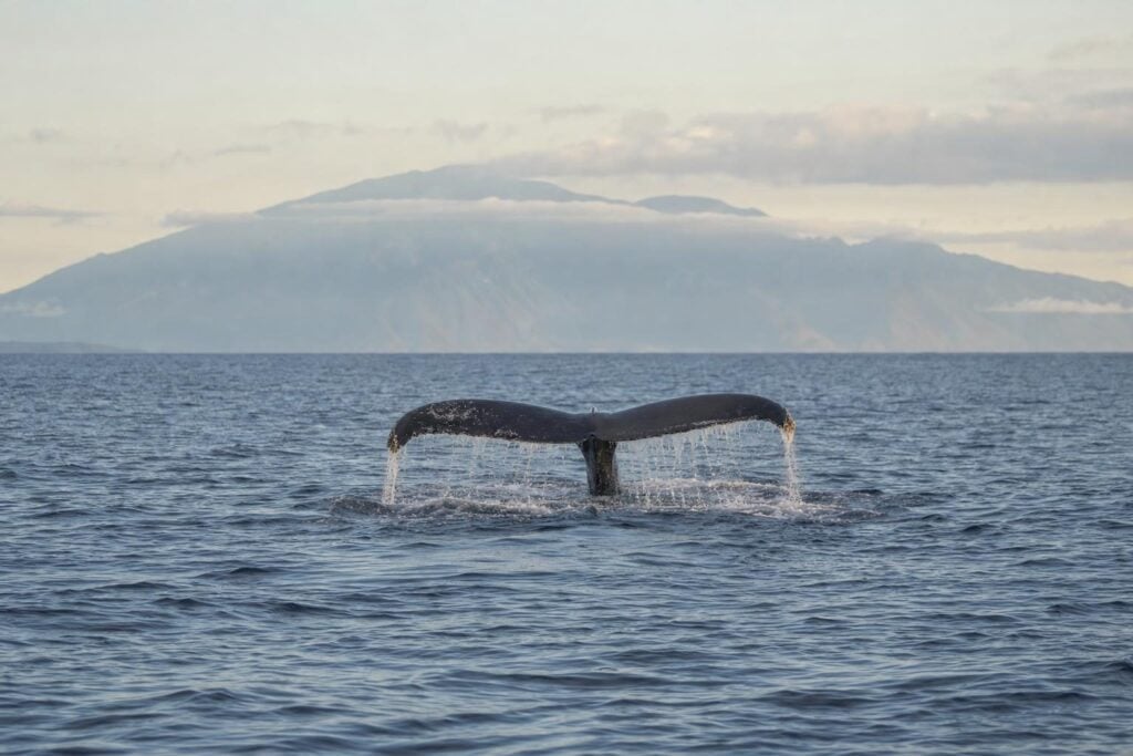 Humpback whale tail lifting from blue Pacific water with an island on the horizon during Hawaii whale season