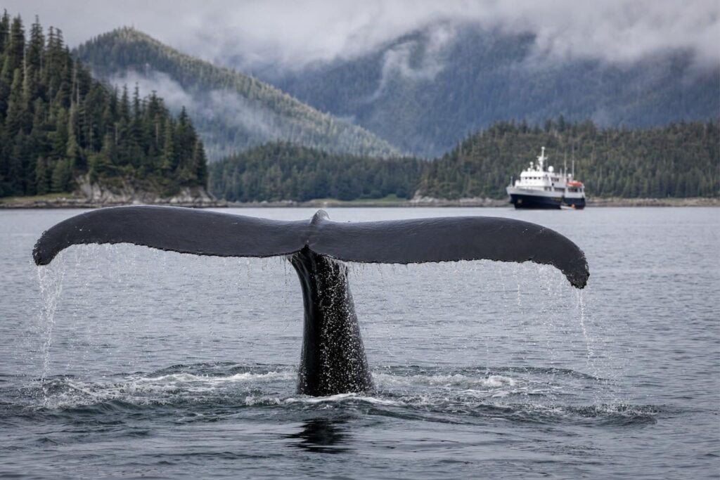 Humpback whale tail in Alaska Inside Passage waters seen on a small ship cruise