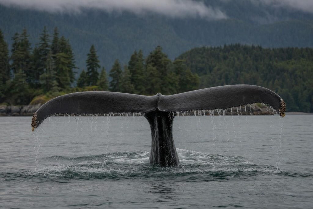 Humpback whale tail rising from gray water with forested islands behind it in the Alaska Inside Passage